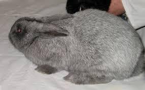 Agente Bleu Rabbit