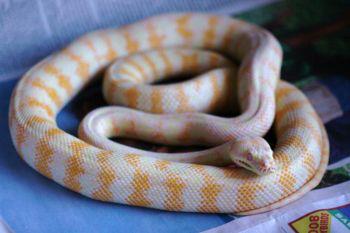 Albino Darwin Carpet Python