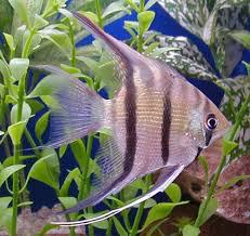 Angelfish