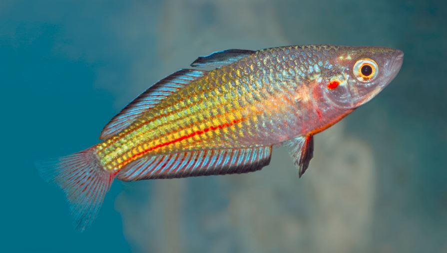 Rainbowfish