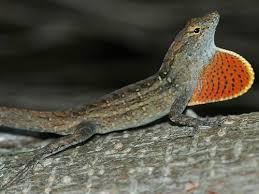 Bahaman Anole