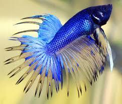 Siamese Fighting Fish