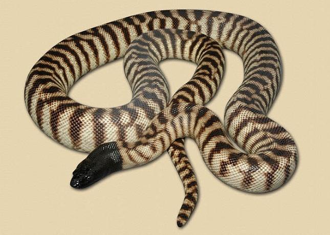 Black Headed Python