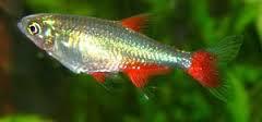 Bloodfin Tetra