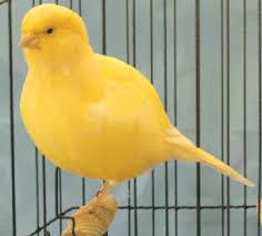Border Canary