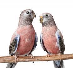 Bourke’s Parakeet