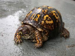 Box Turtle