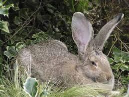 British Giant Rabbit