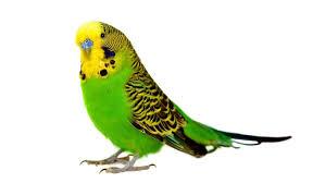 Parakeet, Budgerigar, Budgie