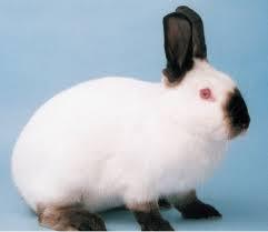 Californian Rabbit