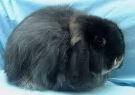 Cashmere Lop Rabbit