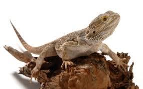Central Bearded Dragon