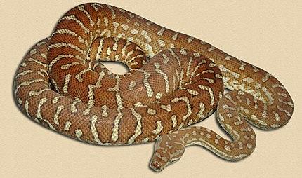 Centralian Carpet Python