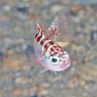 Chalk Bass