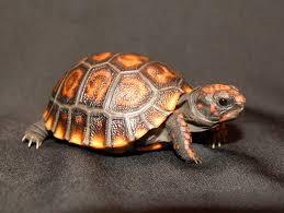 Cherry Head Red Foot Tortoise