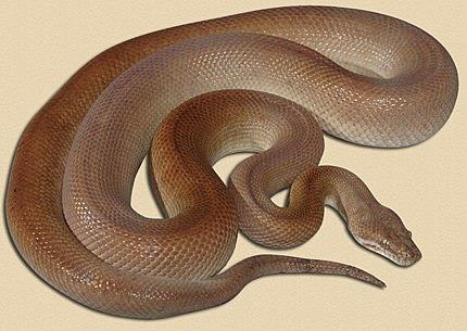 Children's Python