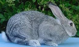 Chincilla Giganta Rabbit