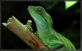 Chinese Water Dragon