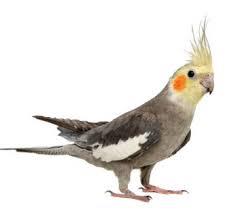 Cockatiel