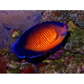 Coral Beauty or Twospined Angelfish