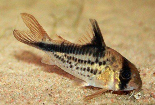 Corydoras or Cory Catfish