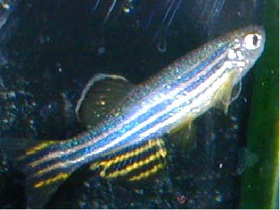 Danio Fish