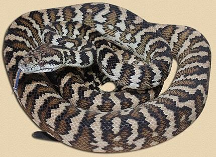 Darwin Carpet Python