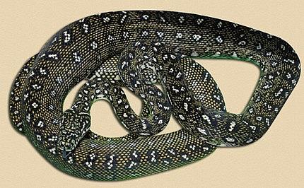 Diamond Carpet Python