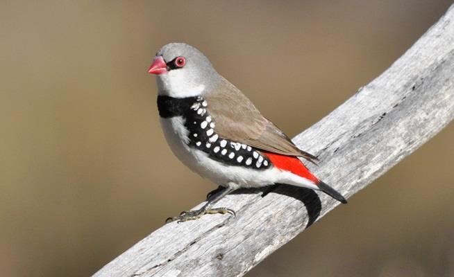 Diamond Firetail Finch