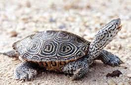 Diamondback Terrapin