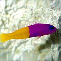 Dottyback Fish