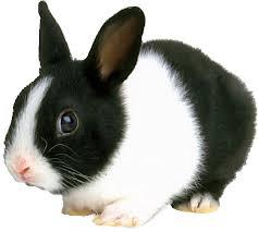 Dutch Rabbit
