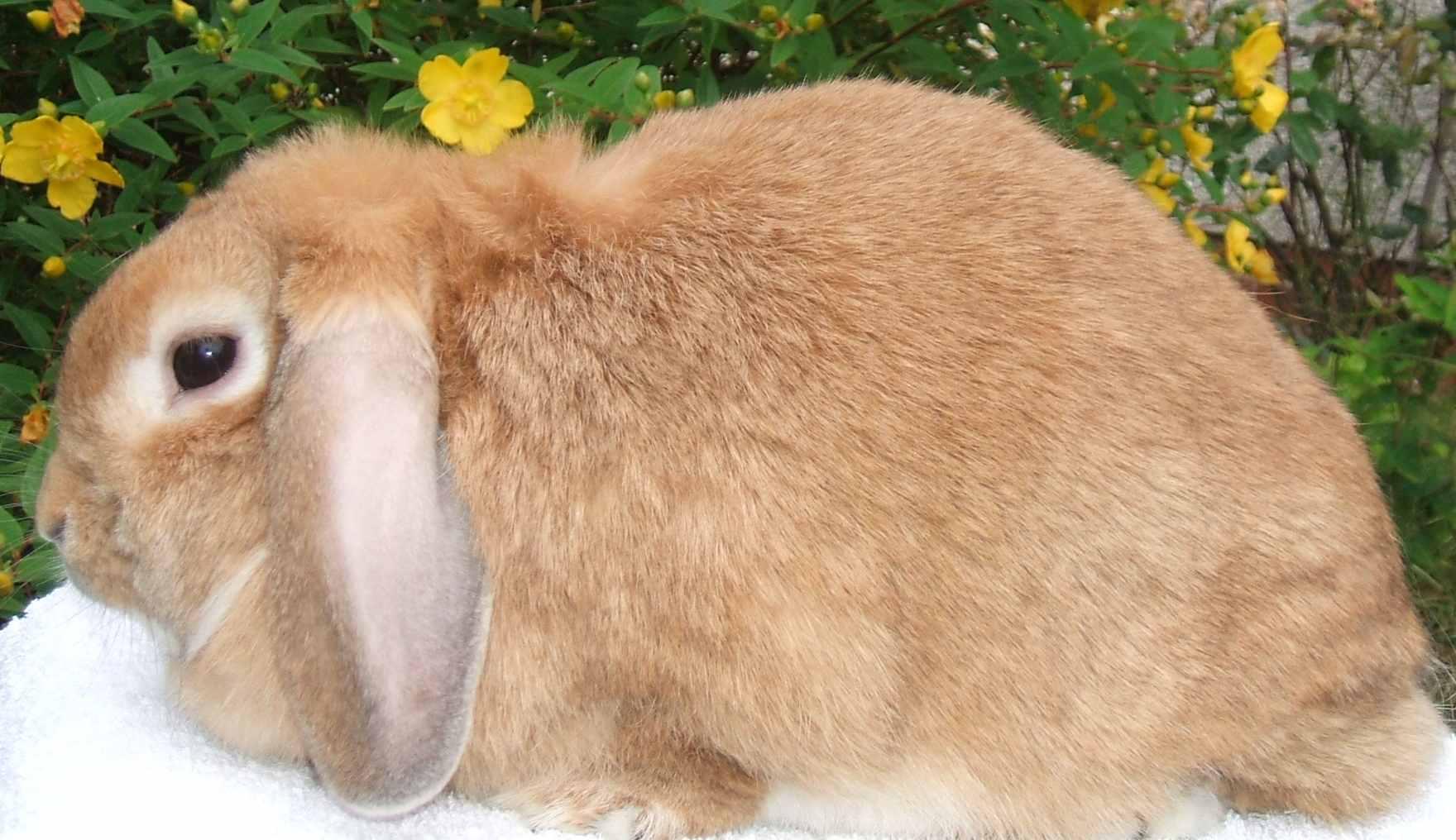 Dwarf Lop Rabbit