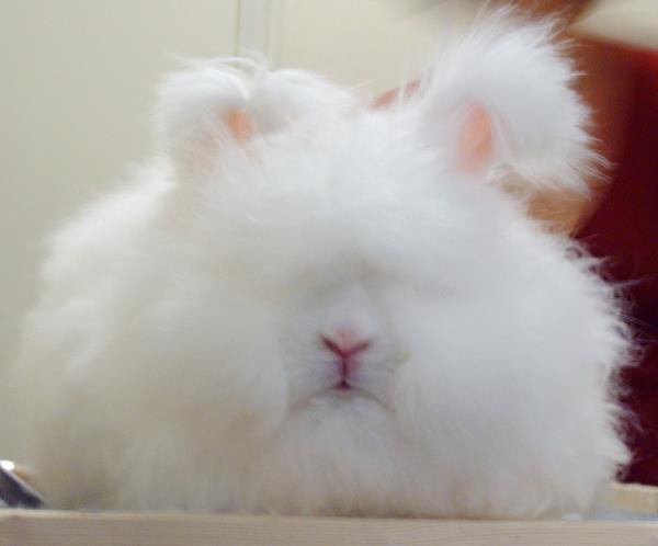 English Angora Rabbit
