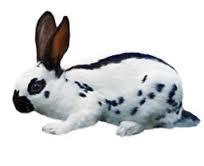 English Rabbit