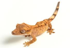 Eyelash Crested Gecko