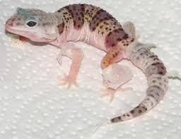 Fancy Leopard Gecko