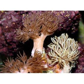 Pulsating Flower Corals
