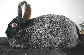 Fox or Silver Rabbit