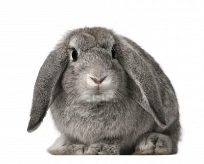 French Lop Rabbit