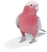 Rose Breasted Cockatoo