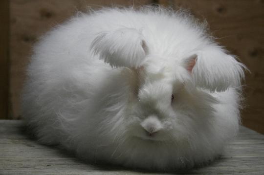 German Angora Rabbit