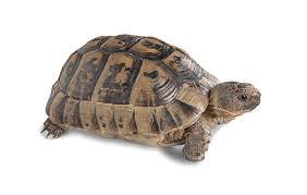 Greek Tortoise