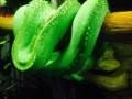 Green Tree Python