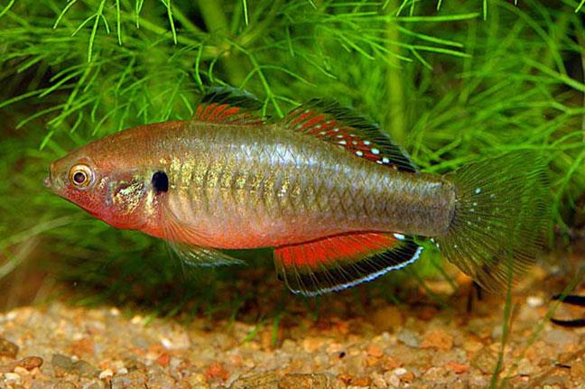 Gudgeon Fish