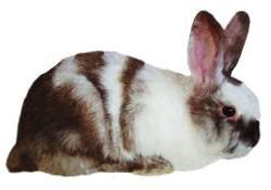 Harlequin Rabbit