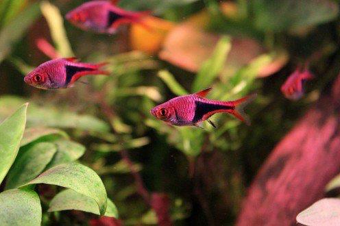 Harlequin Rasbora