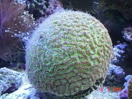 Honeycomb, Star, Wreath & Moon Corals