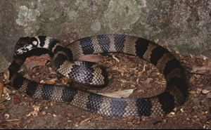 Stephens Banded Snake