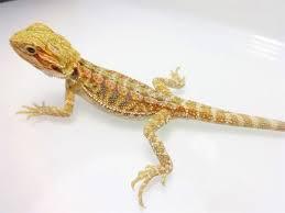 Hypo Central Bearded Dragon